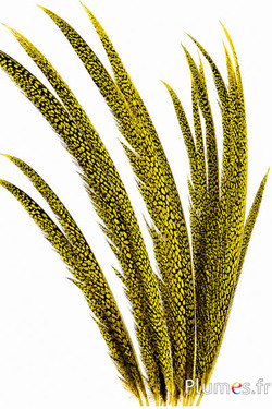Fagiano dorato - 55-65 cm - giallo